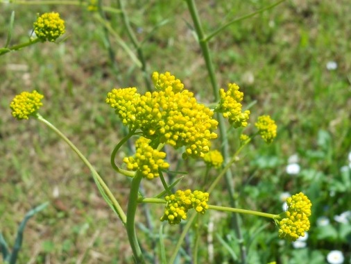 Isatis tinctoria